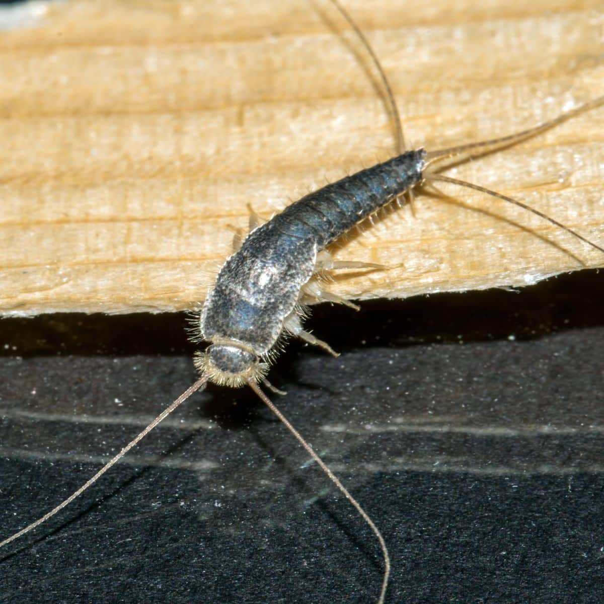 silverfish meaning symbolism