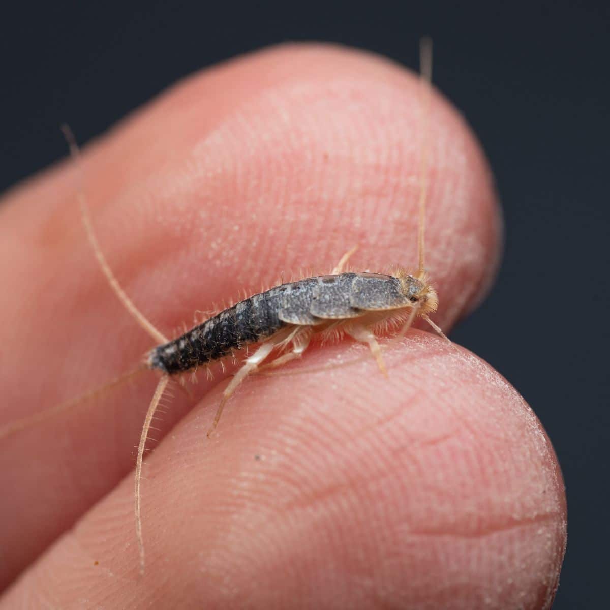 silverfish symbolism
