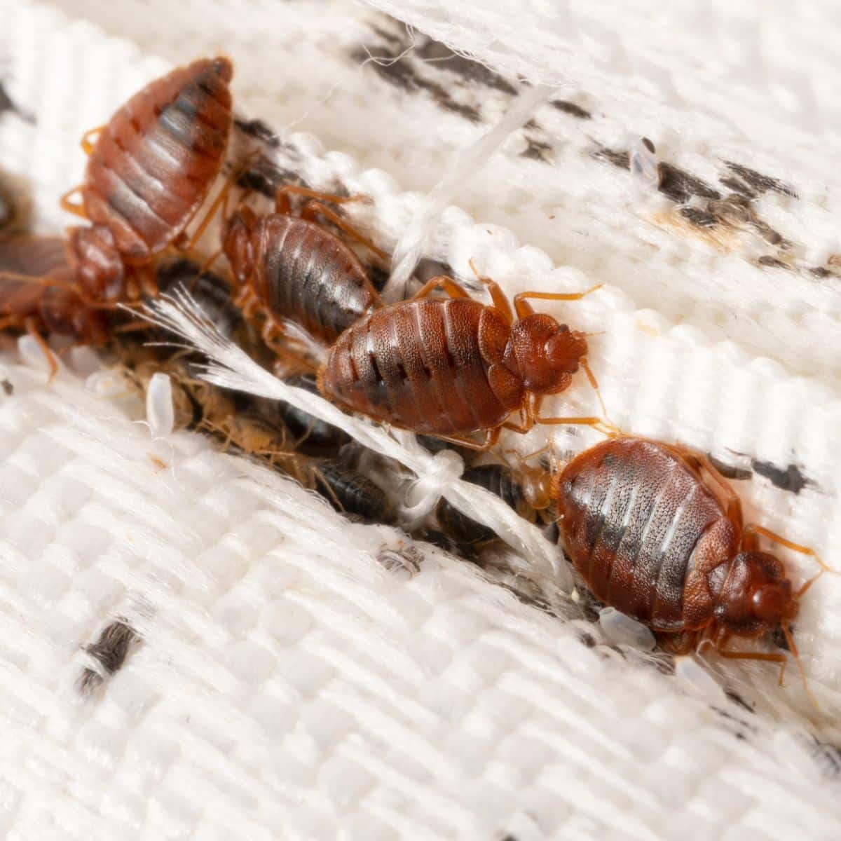 spiritual cause of bed bugs