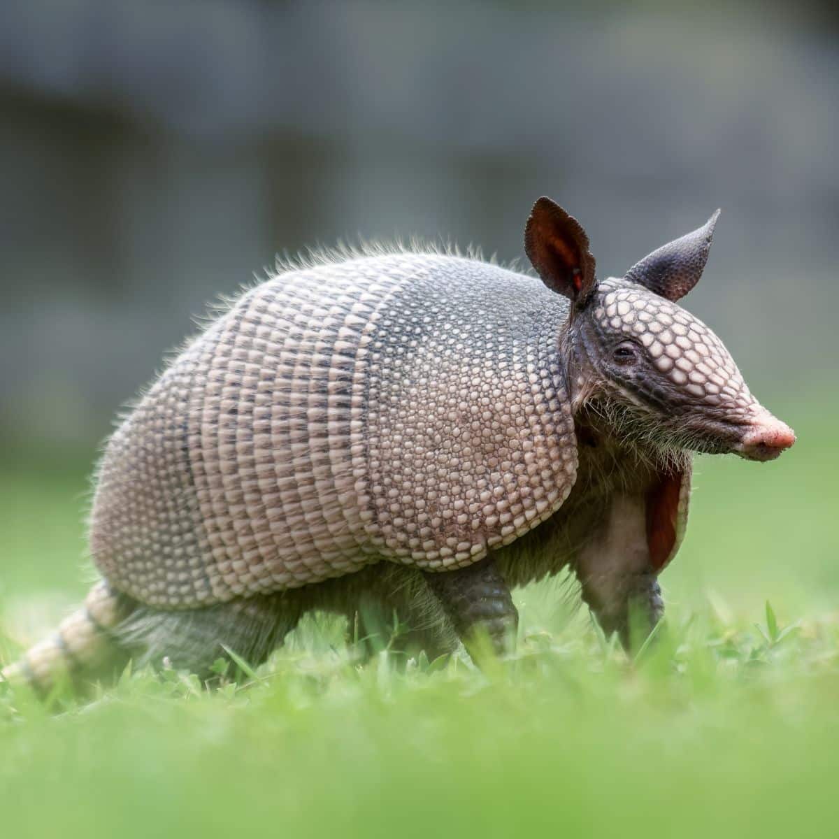 spiritual meaning of armadillo