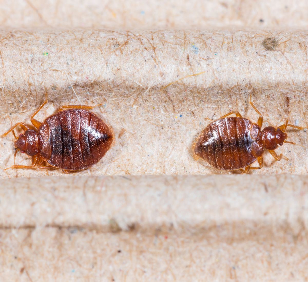 spiritual meaning of bed bug bites