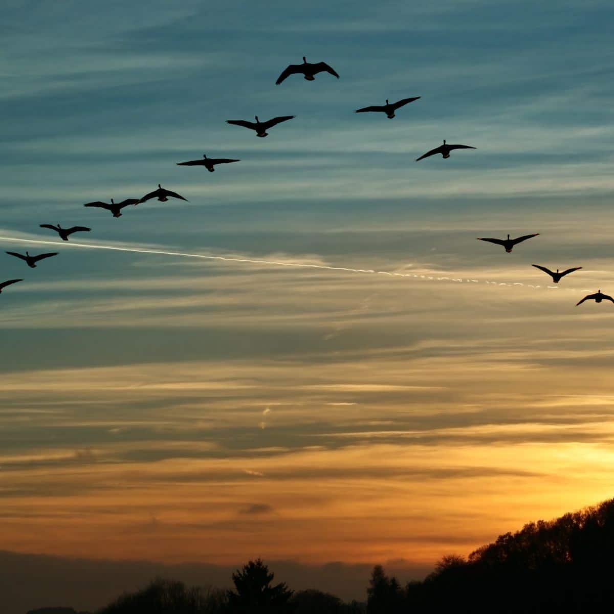 spiritual meaning of birds flying in front of your car