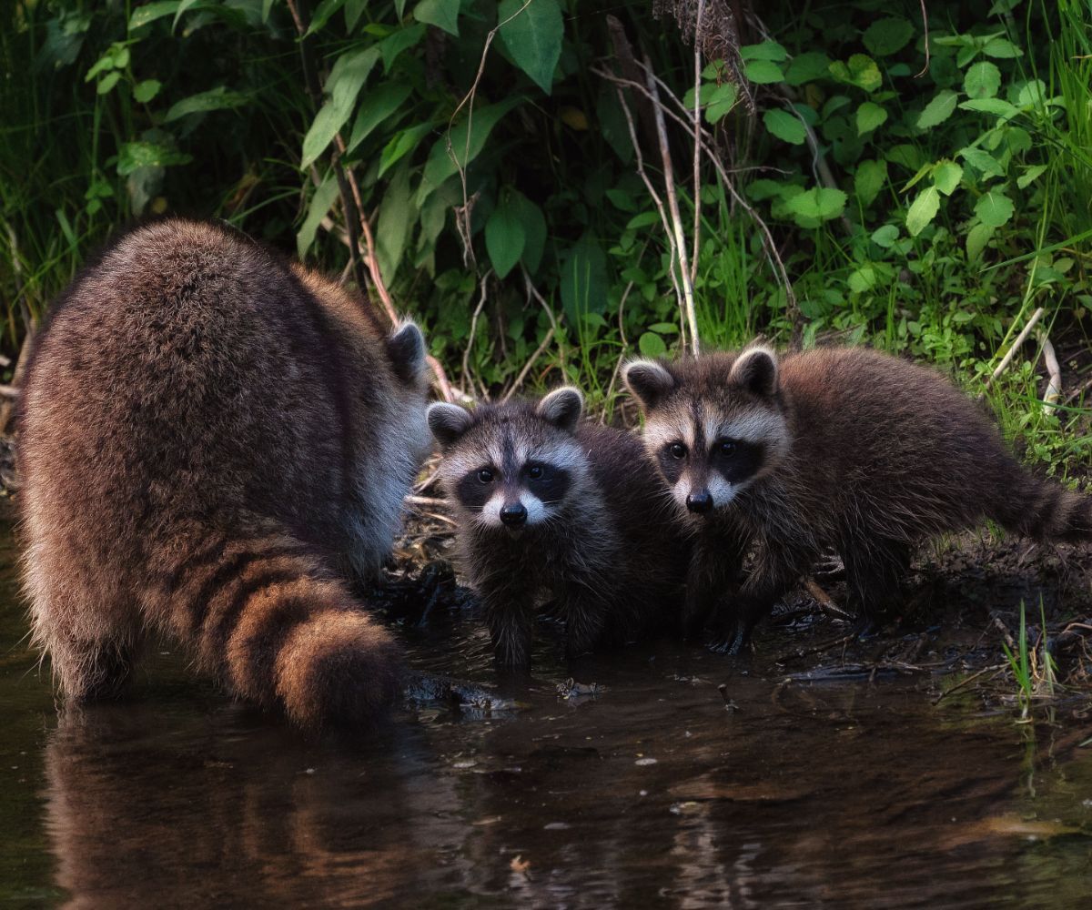 spiritual meaning of raccoon crossing your path