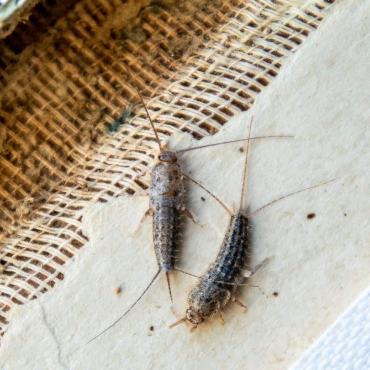spiritual meaning of silverfish
