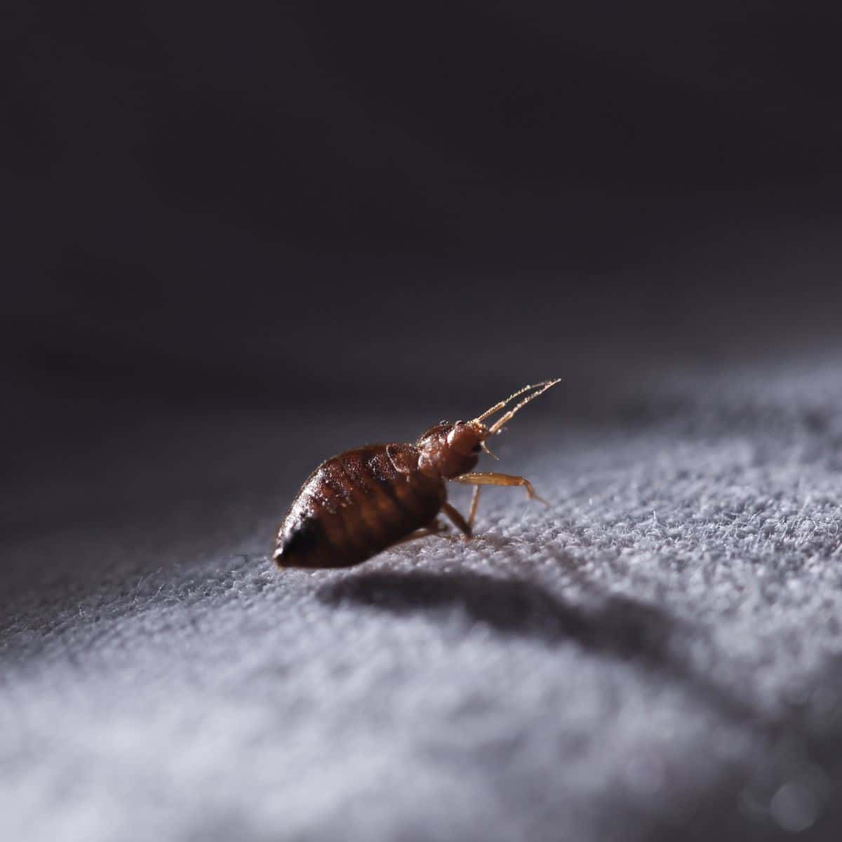 spiritual reason for bed bugs
