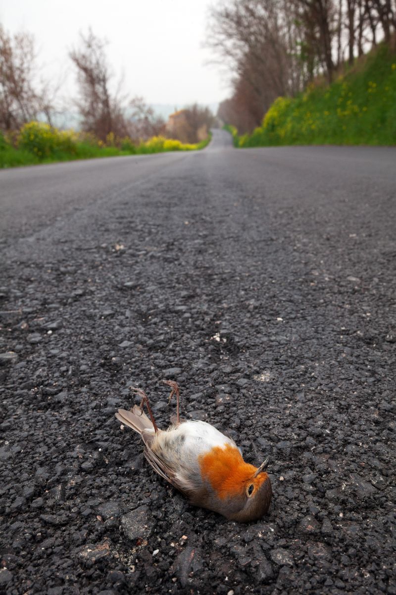 Is hitting a bird with a car bad luck? Awakening State