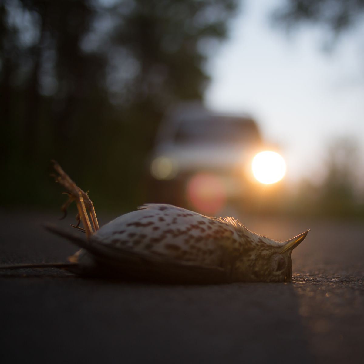 Is hitting a bird with a car bad luck? Awakening State