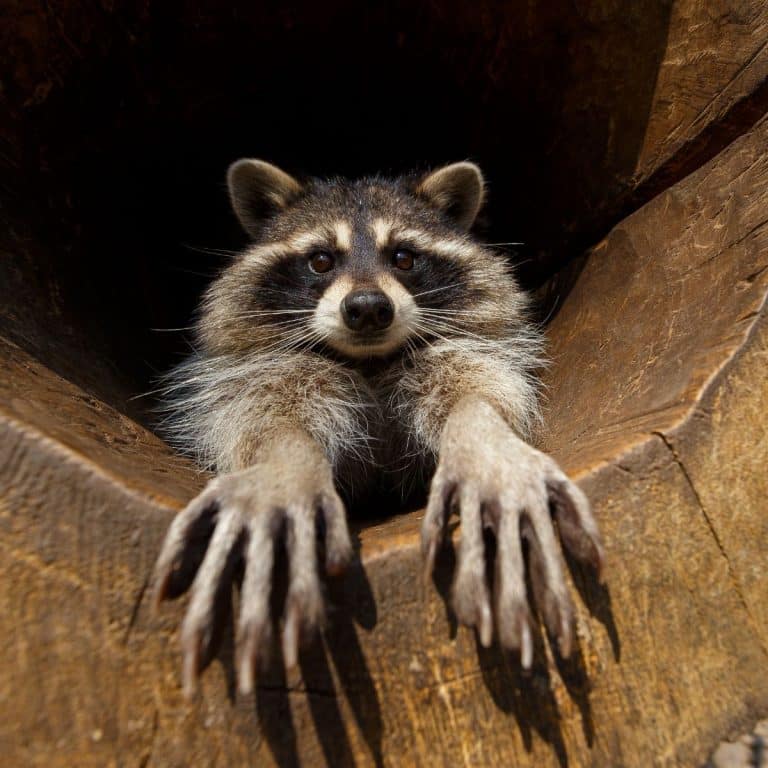 Spiritual Meaning of a Raccoon in Your Path - Awakening State