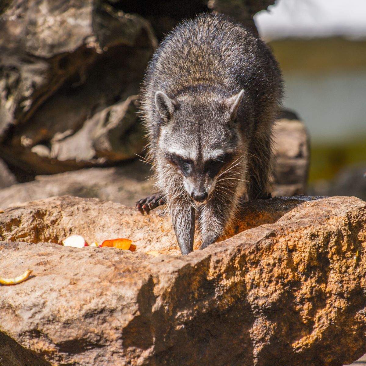 what is the spiritual meaning of seeing a raccoon
