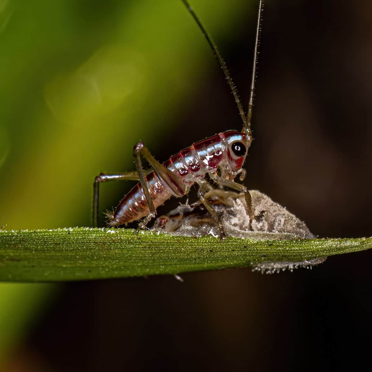 what's a katydid