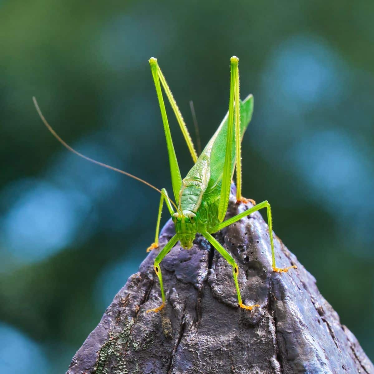 what's a katydid