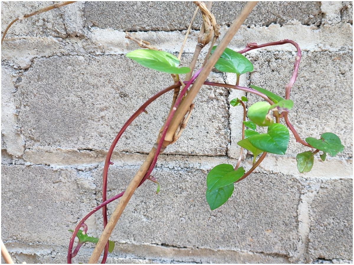 Malabar spinach side effects & benefits