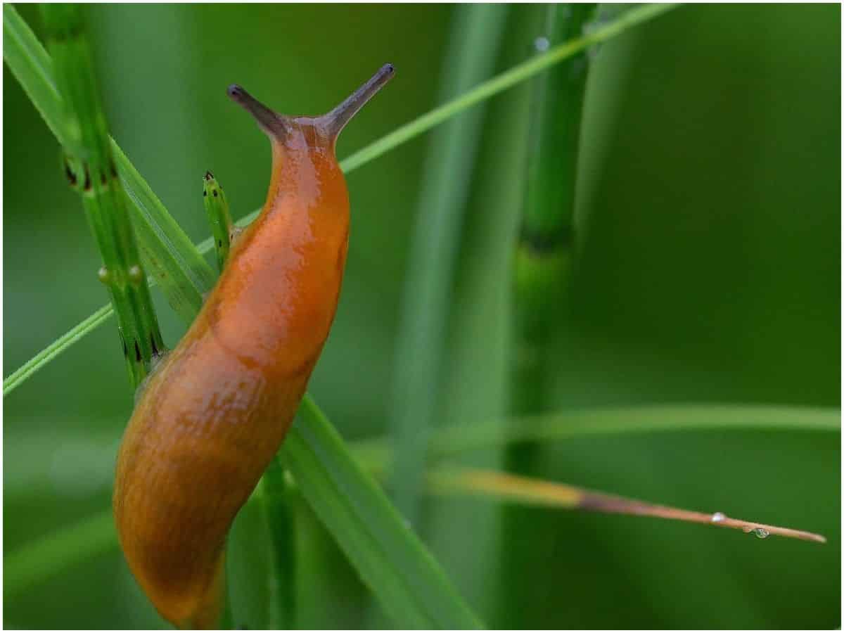 Spiritual meaning of slugs in the house