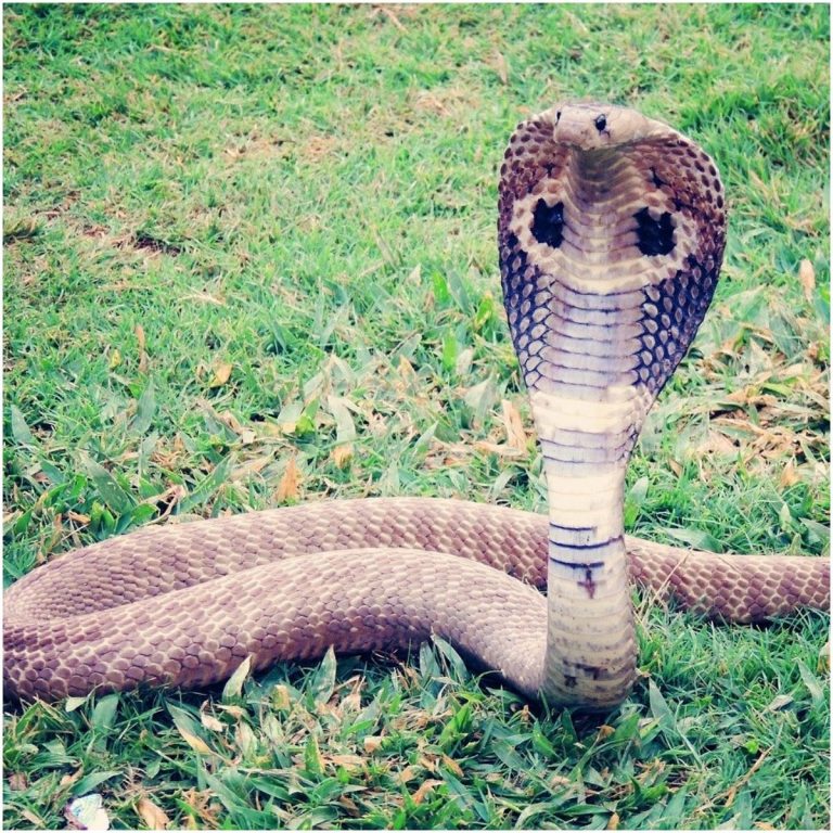 Meaning Of Seeing A Snake In Your Path Awakening State