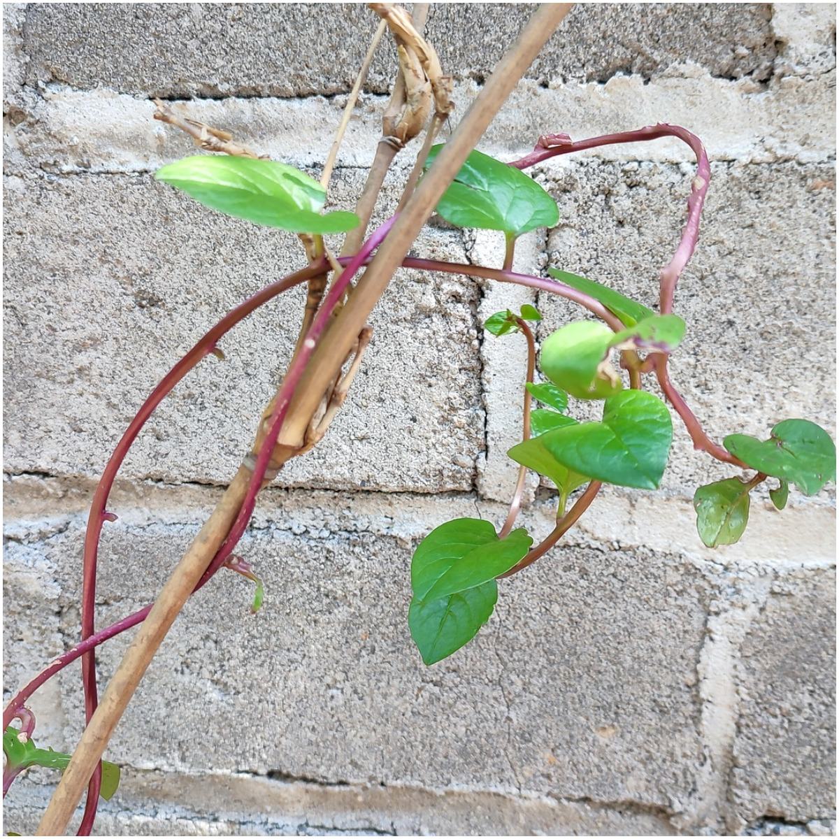 What are the health benefits and side effects of Malabar spinach