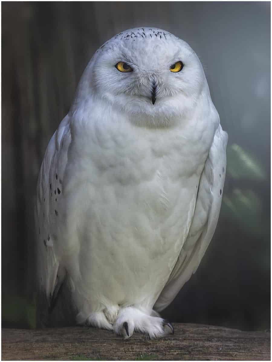 What does it mean when you see a white owl flying at night