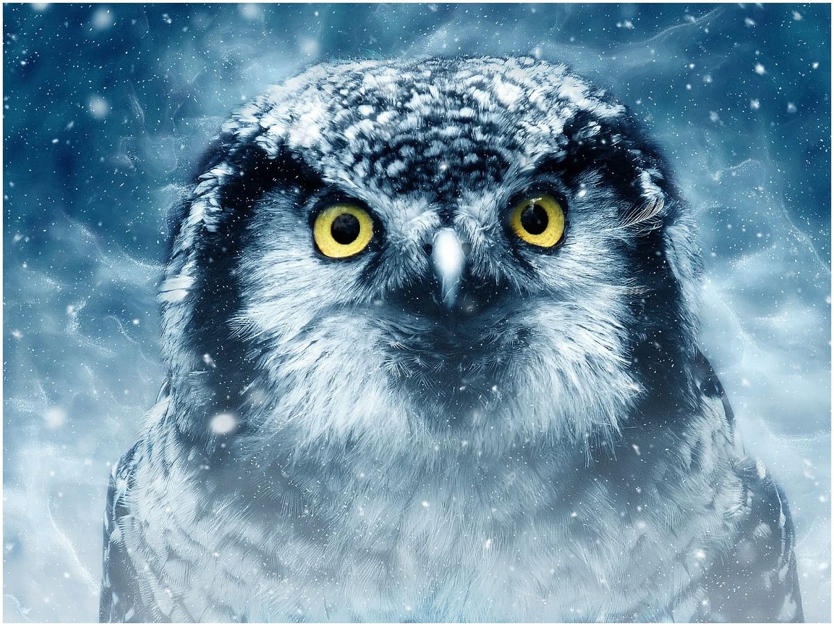 White Owl Crossing Your Path What Does It Mean