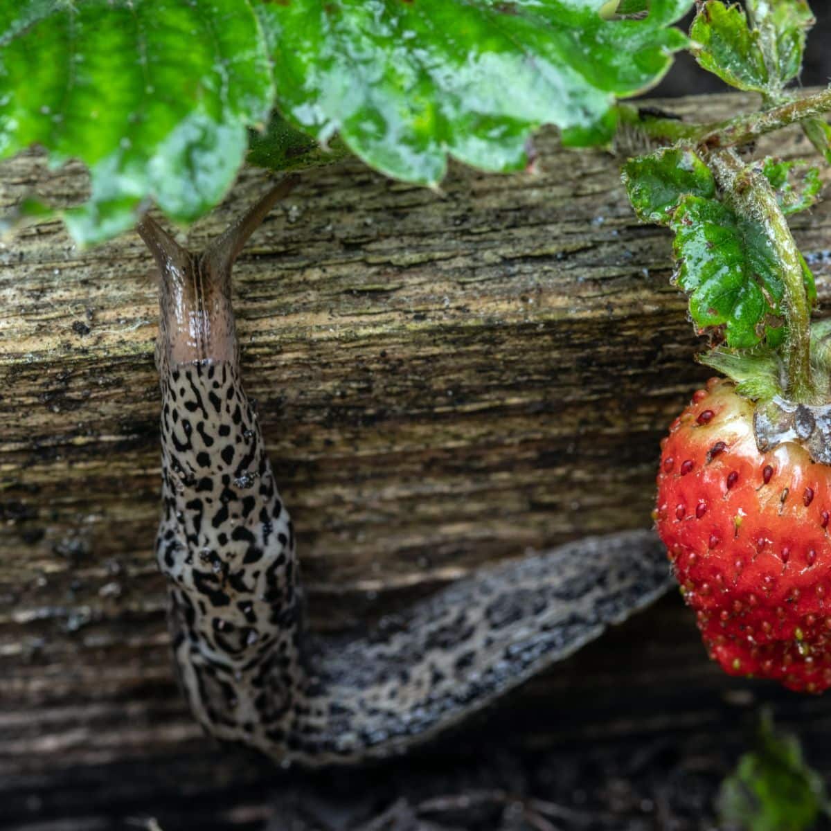 meaning of slugs in the house