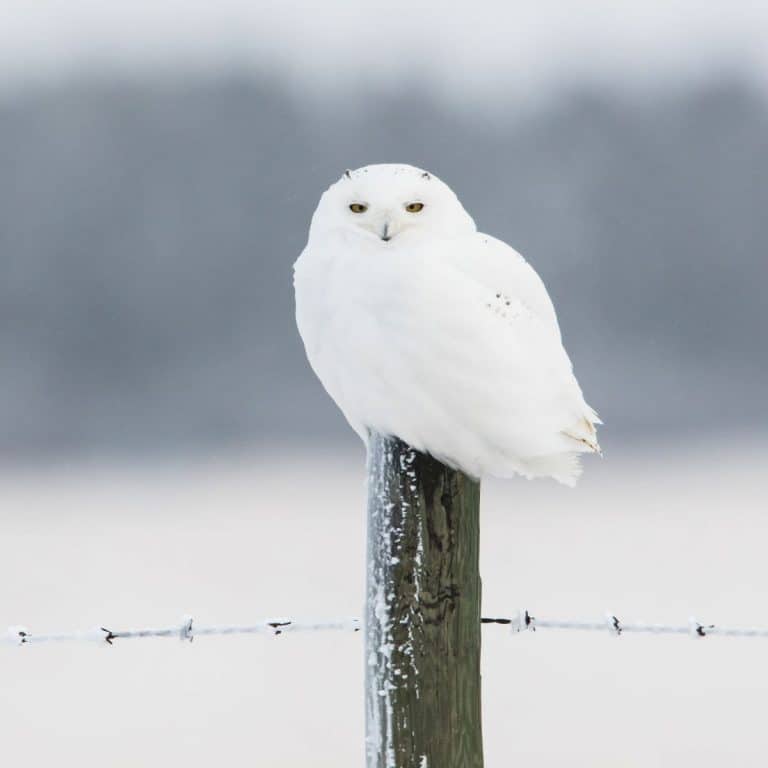 White Owl Crossing Your Path What Does It Mean Awakening State