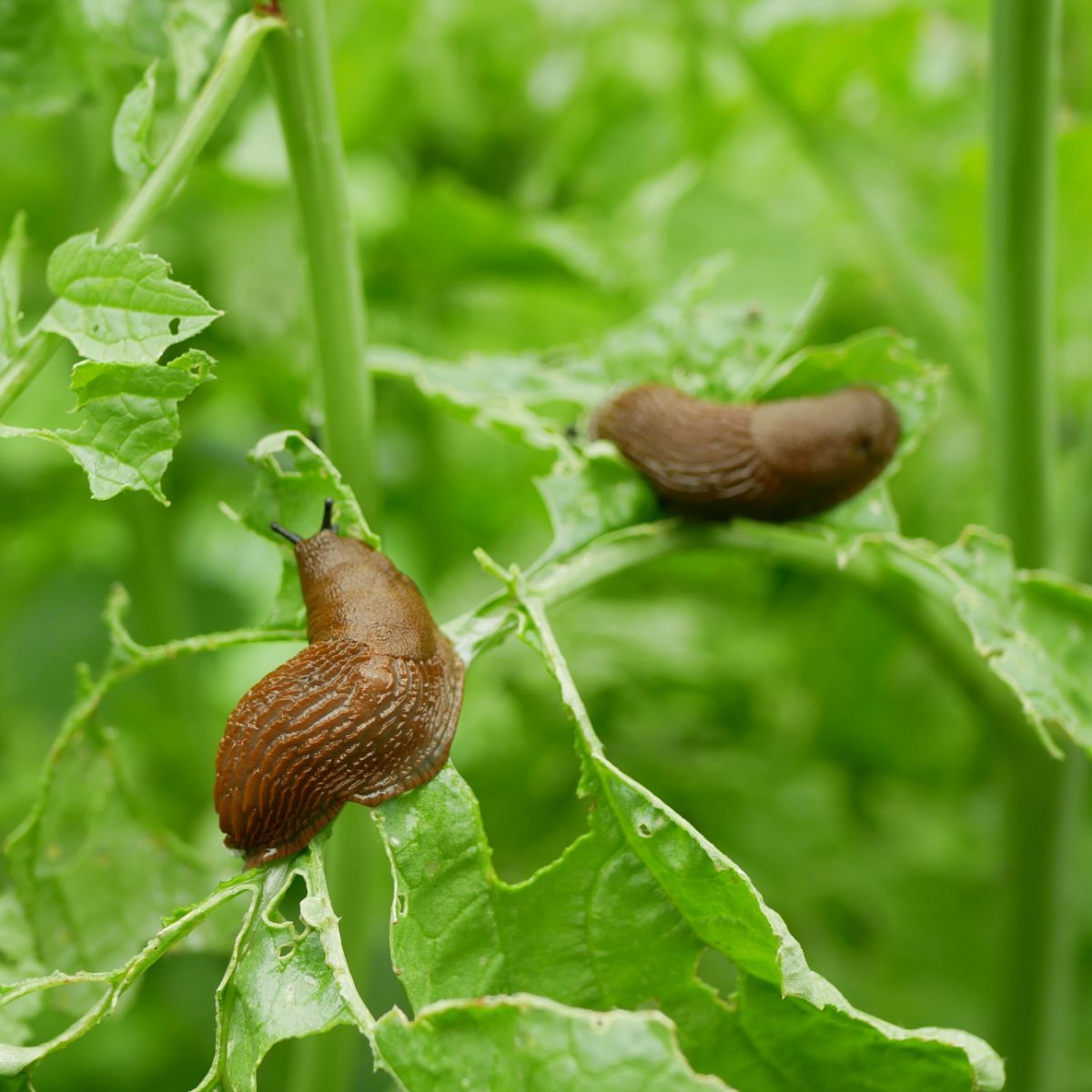slug meaning spiritual