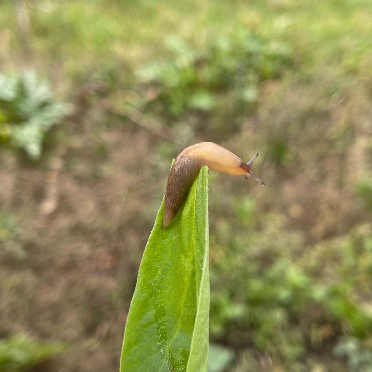 slug symbolism spiritual meaning