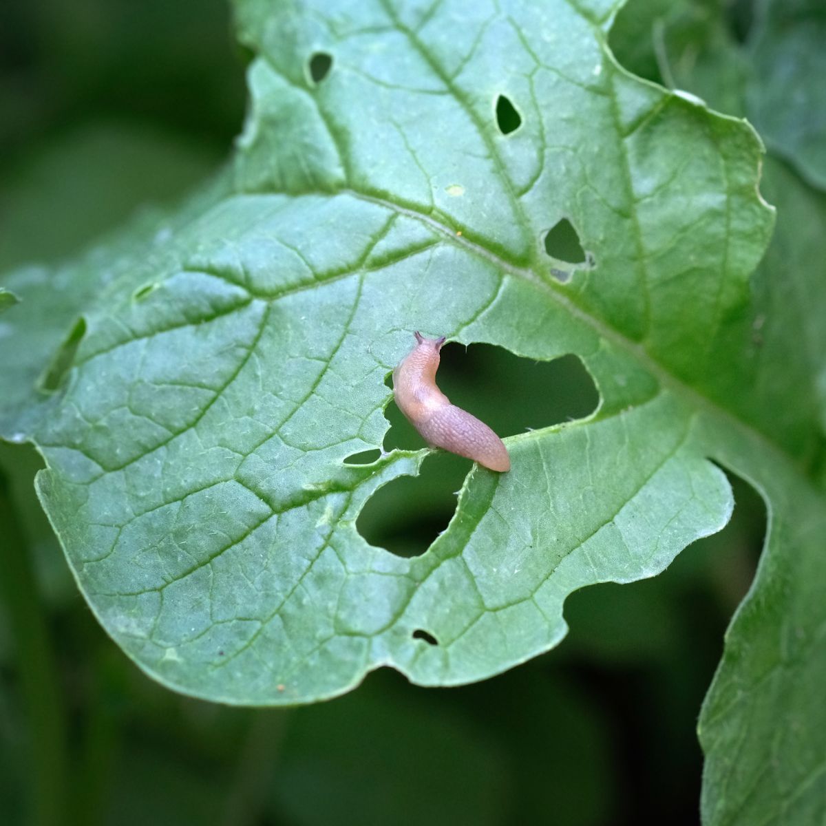what do slugs mean spiritually
