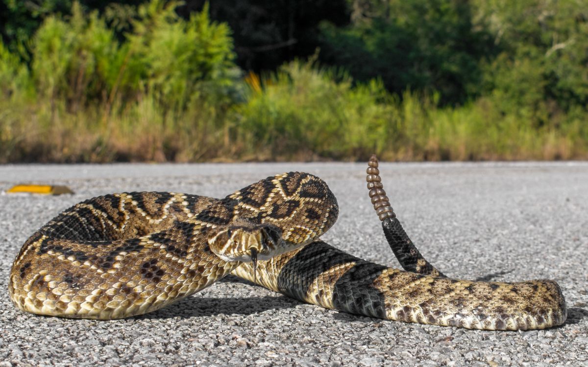 what does it mean when a snake crosses your path