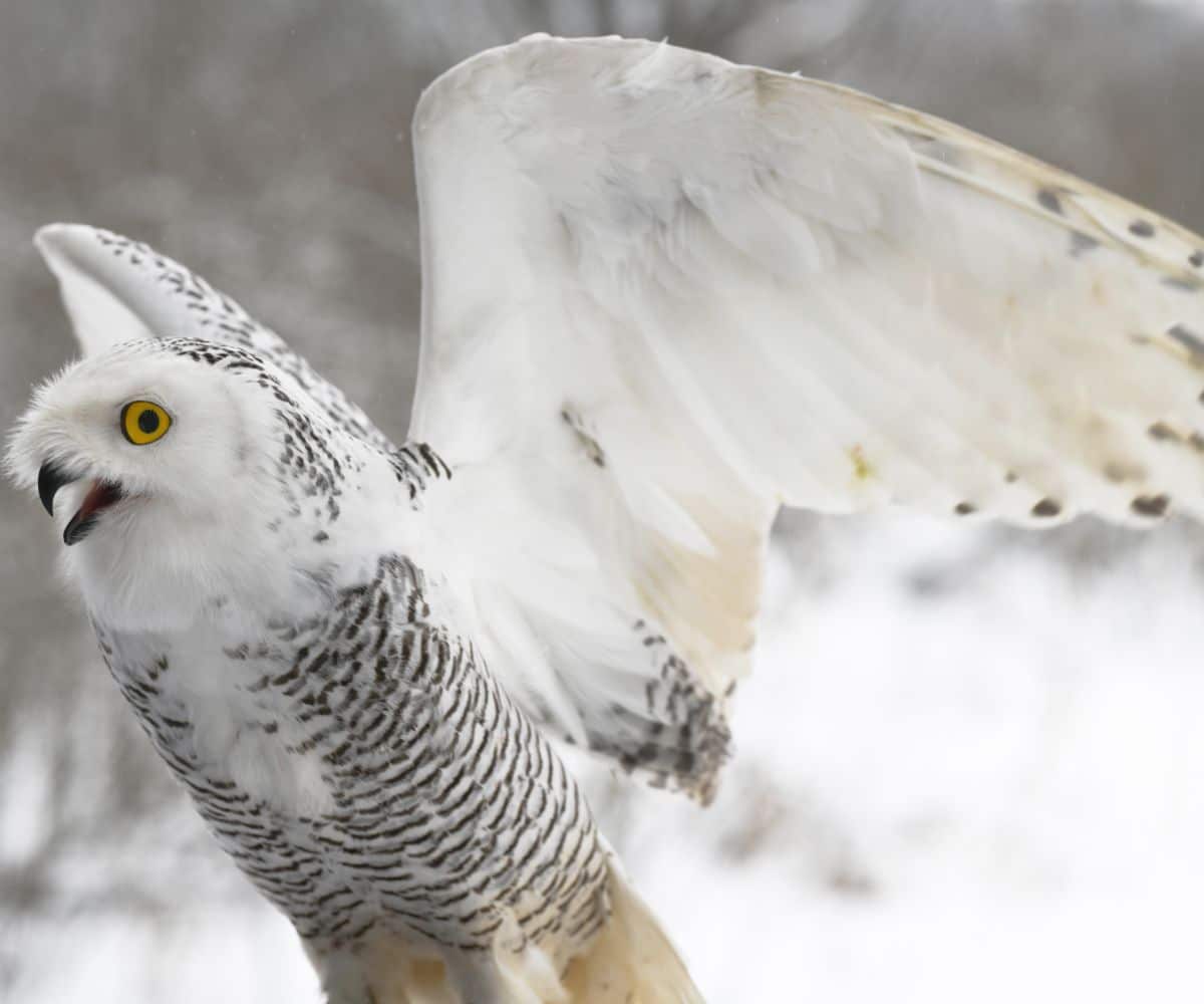 when an owl crosses your path