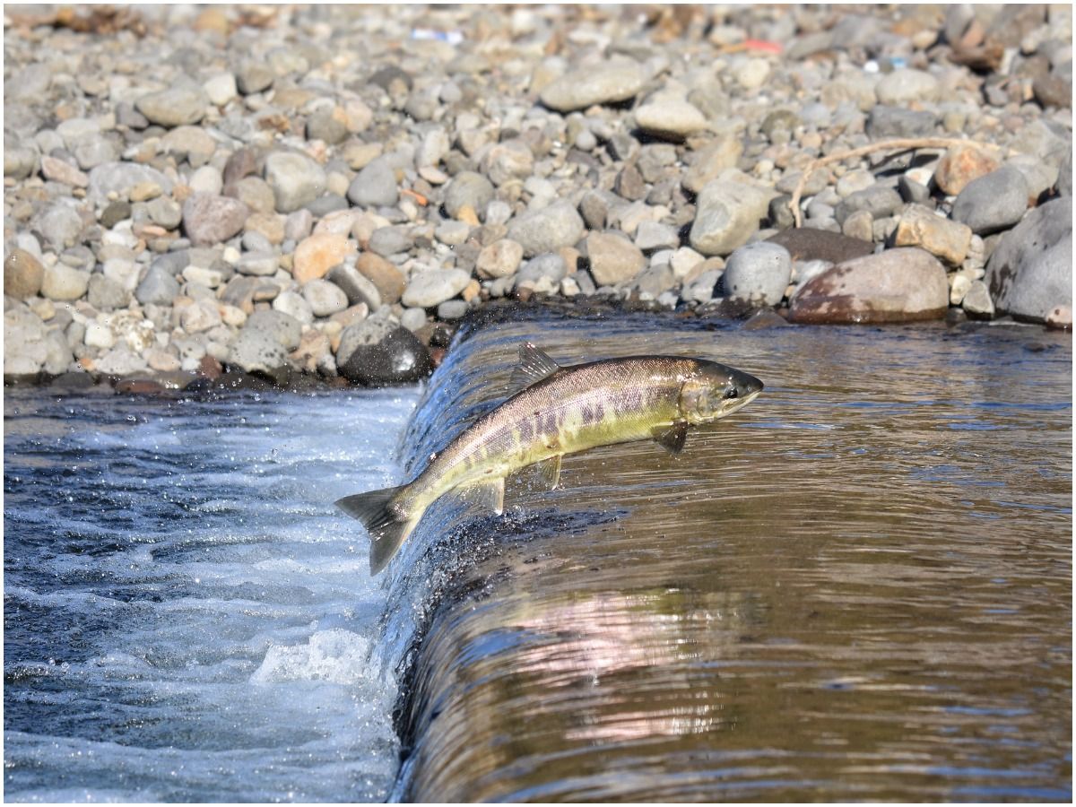Spiritual Meaning of Fish Jumping Out of Water
