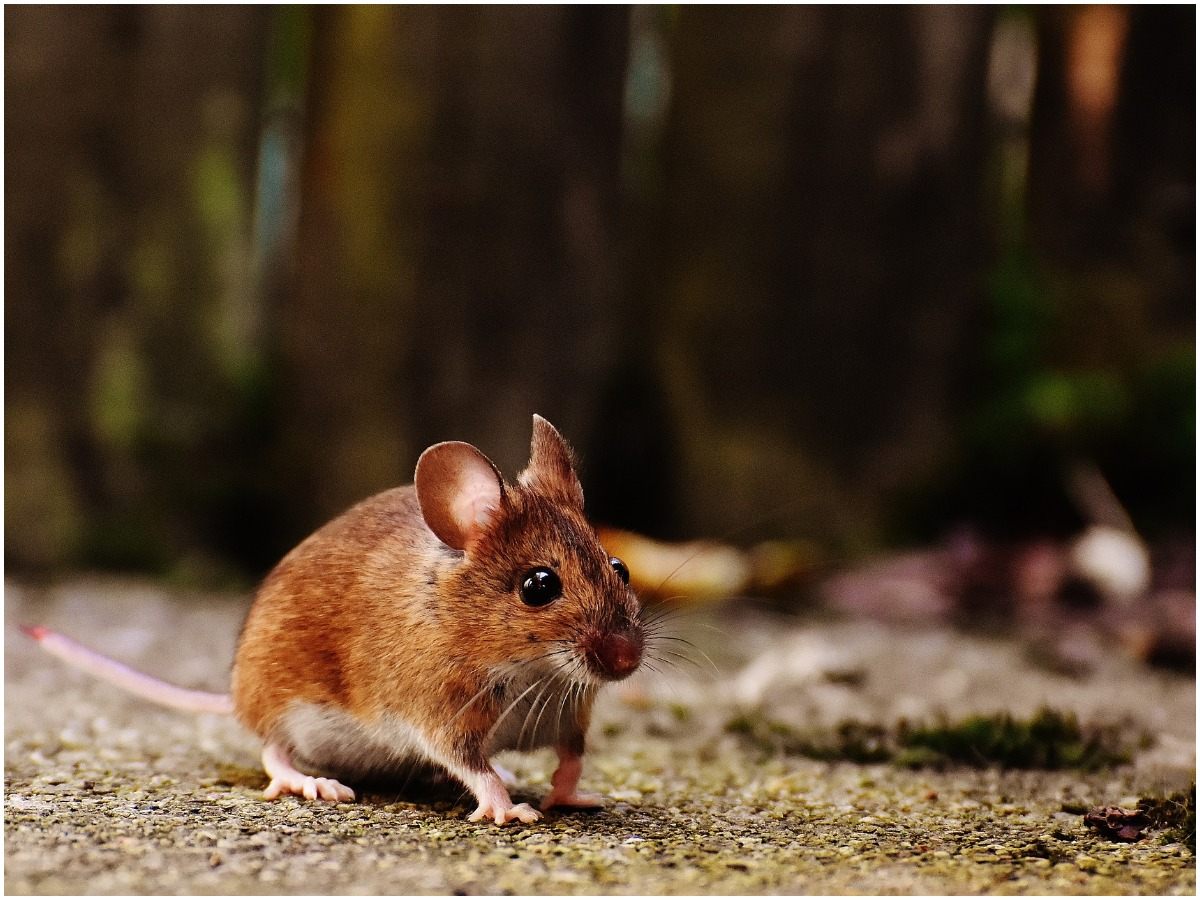 Spiritual Meaning of a Mouse Crossing Your Path