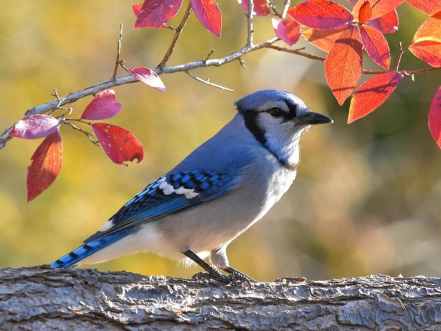 The Spiritual Meaning Of Seeing A Blue Jay And A Cardinal Together 