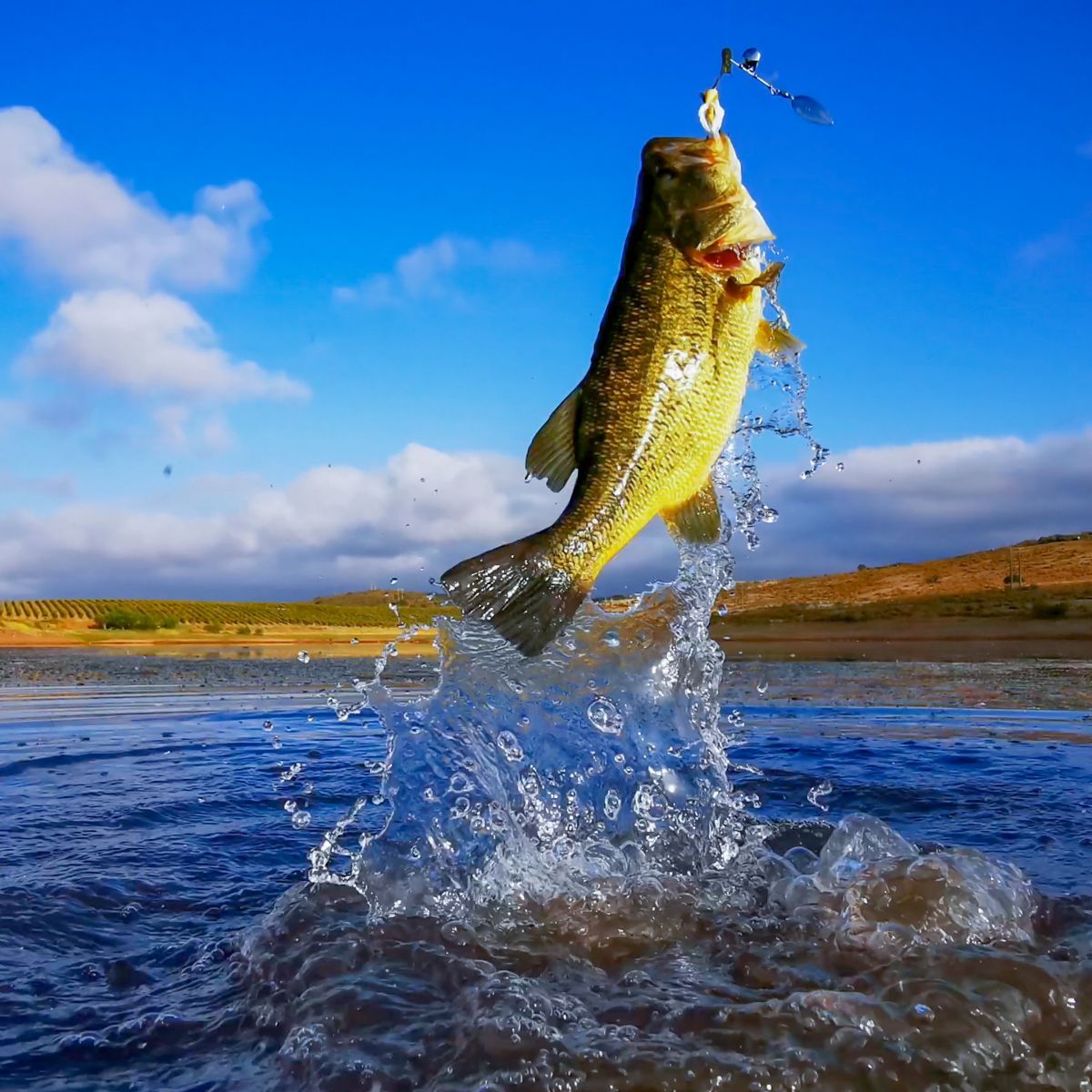 big fish jumping out of water