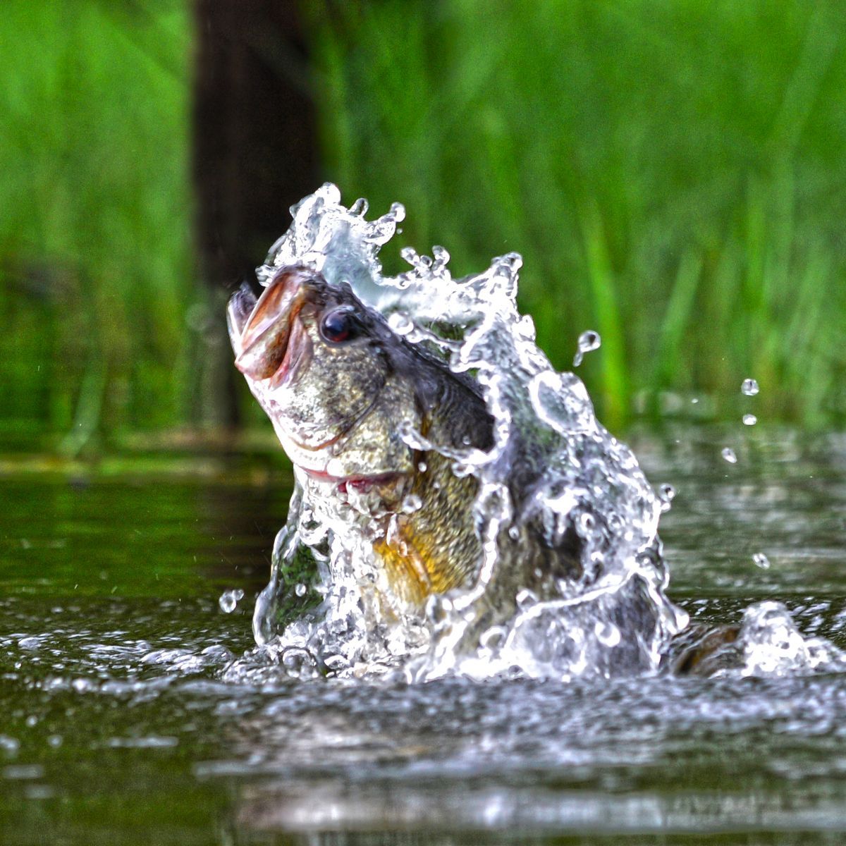 fish jumping out of water meaning