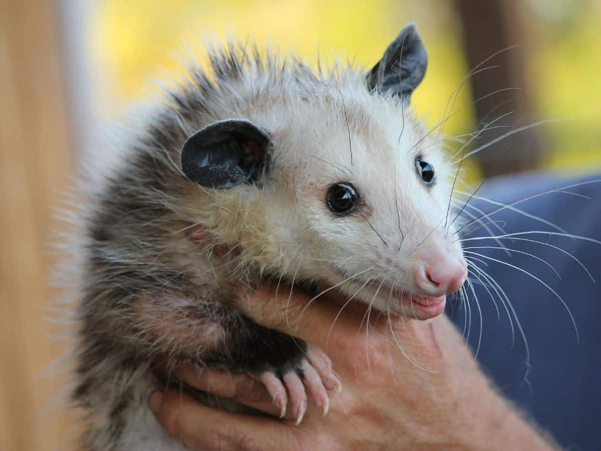 The Spiritual Meaning of Seeing a Possum Cross Your Path