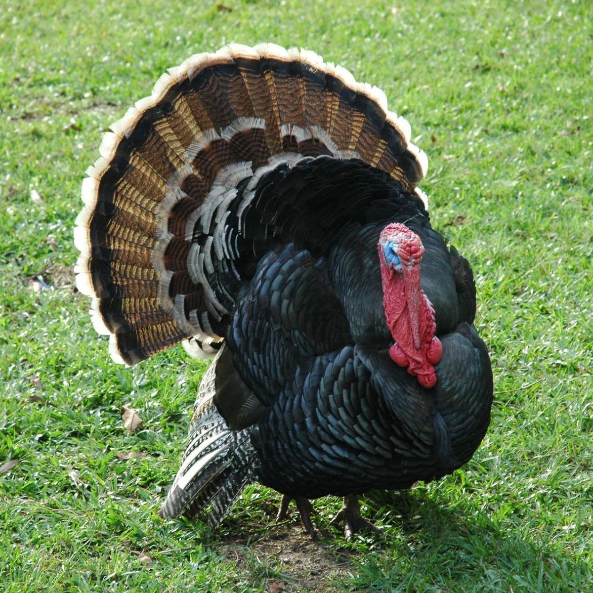 What is the spiritual meaning of turkey crossing your path