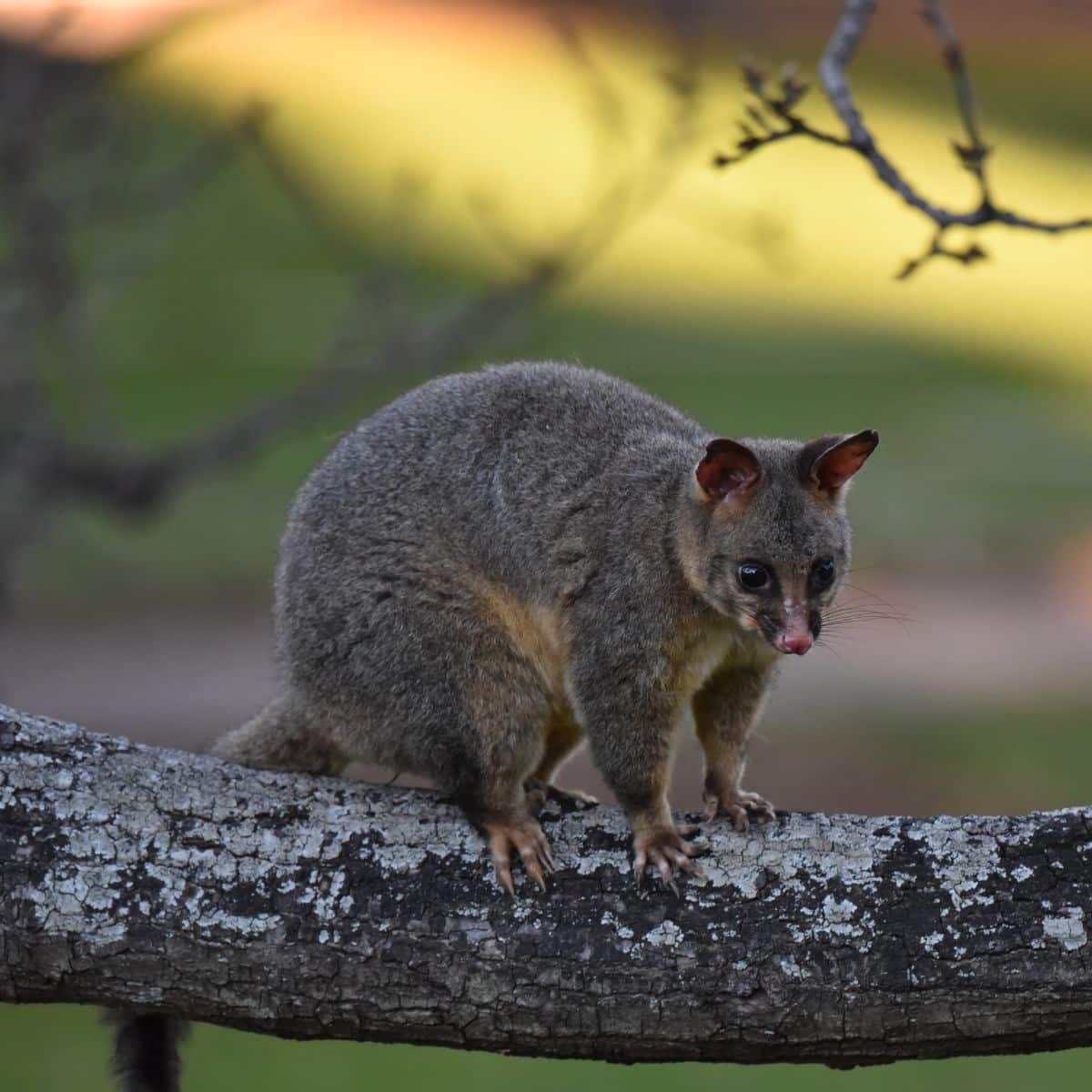 meaning of seeing a possum