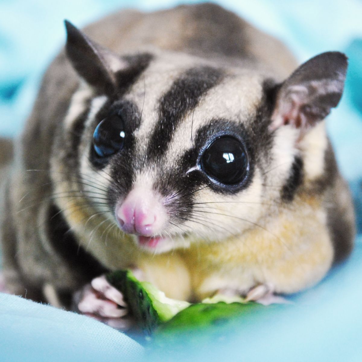 opossum spiritual meaning