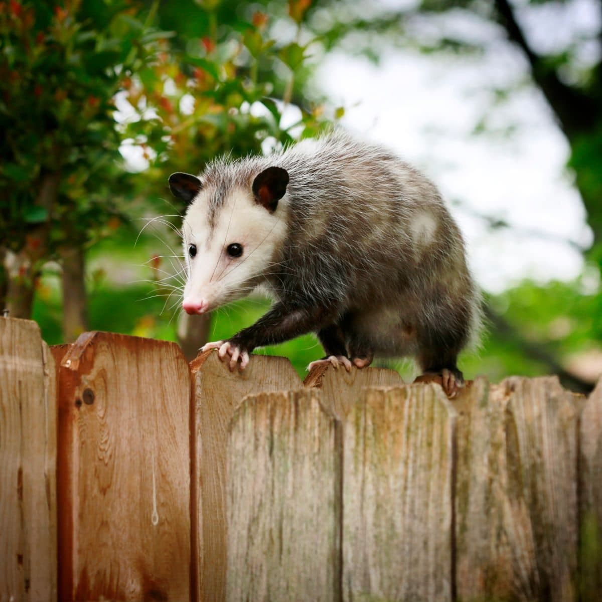 possum spiritual meaning