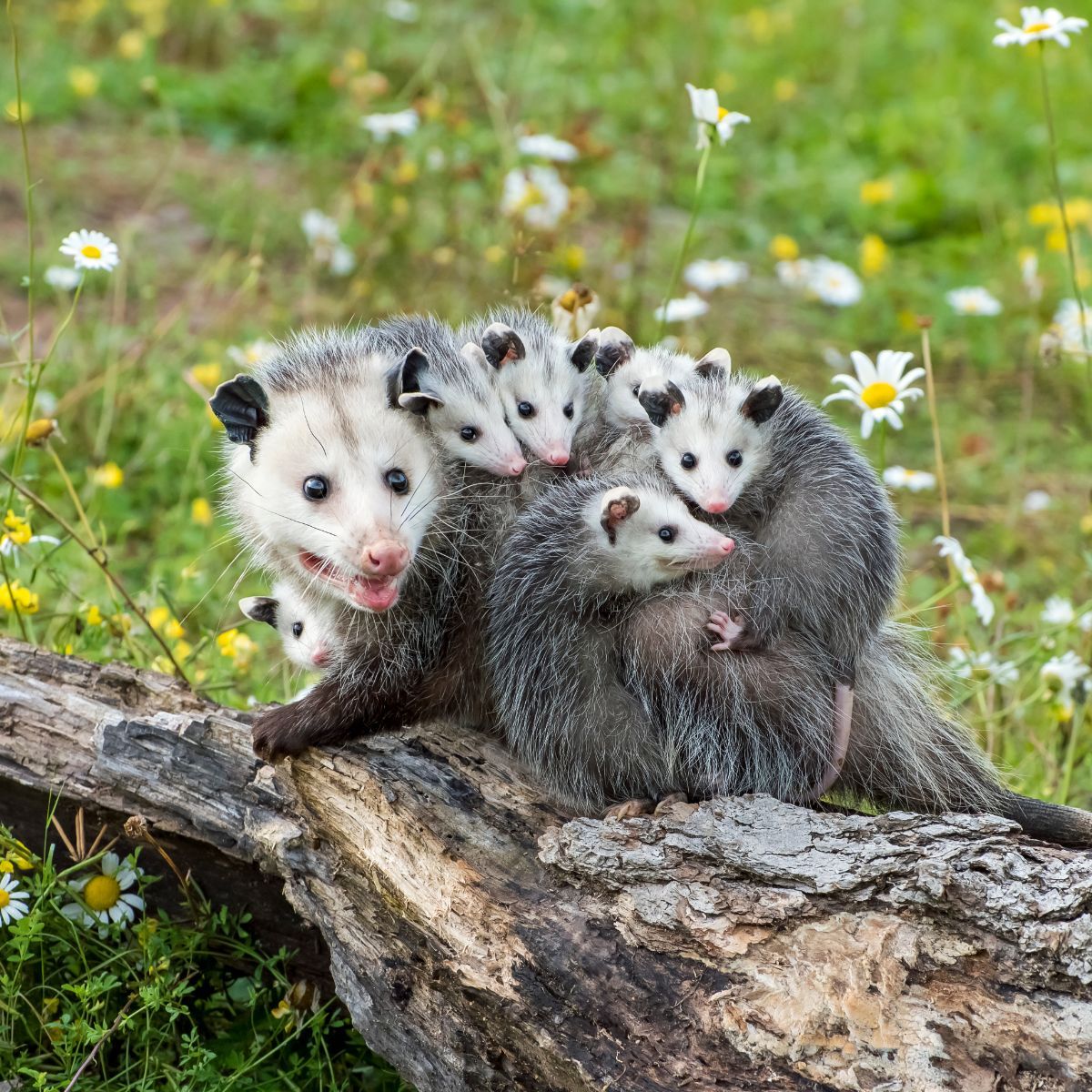 possum spiritual meaning