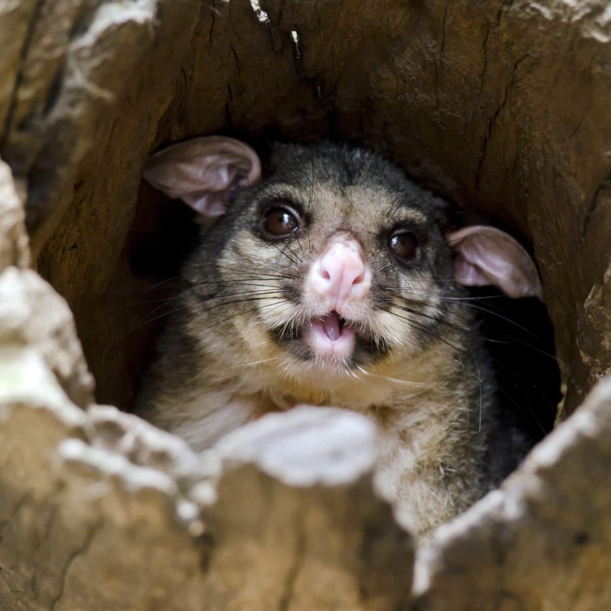 running over a possum meaning
