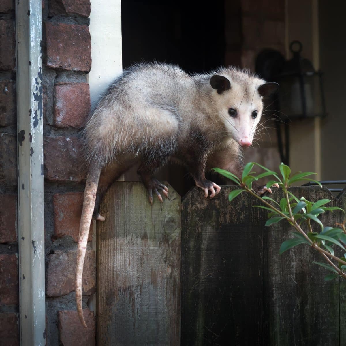 seeing a possum during the day