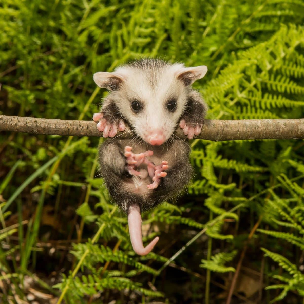 symbolism of possum