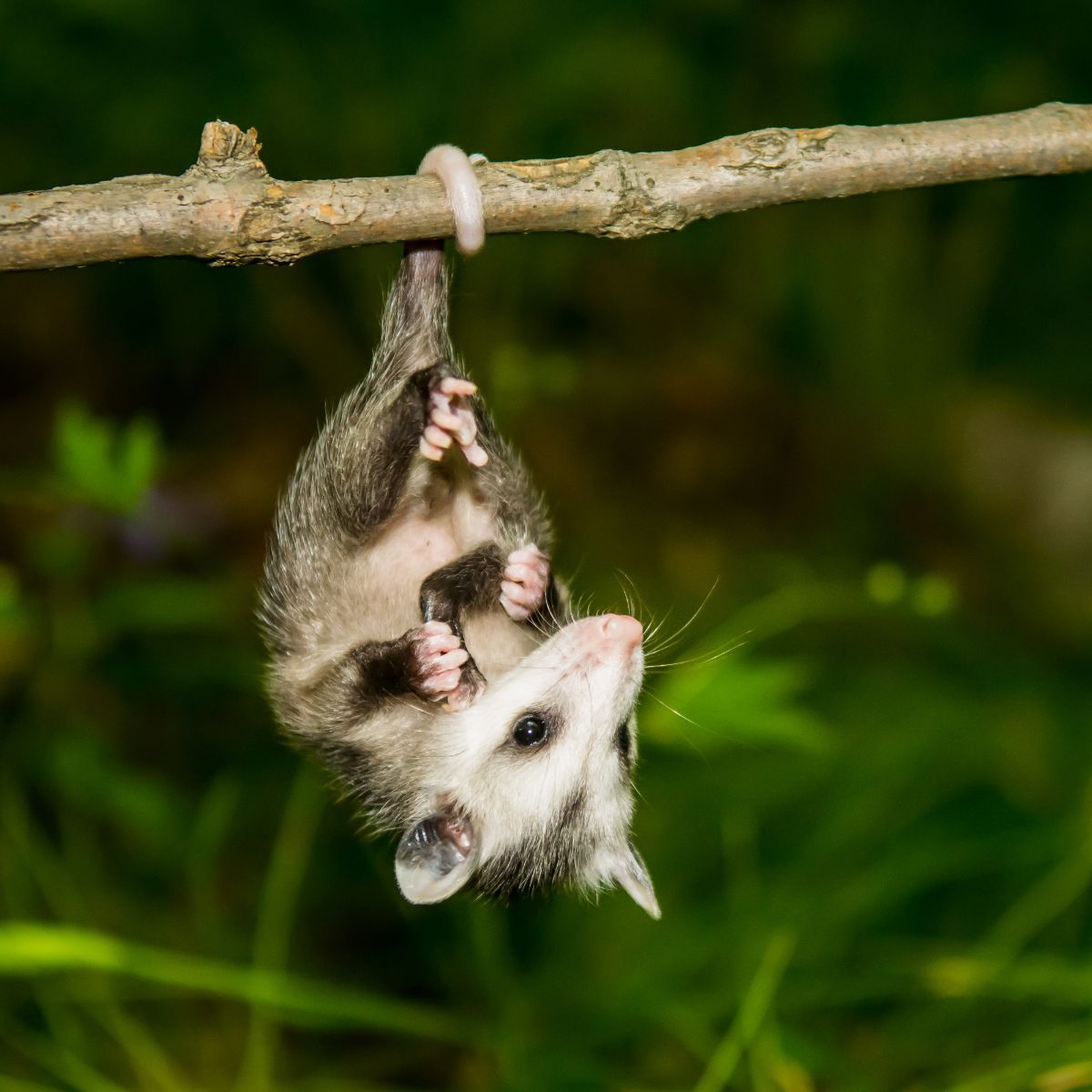 what does it mean when a possum crosses your path
