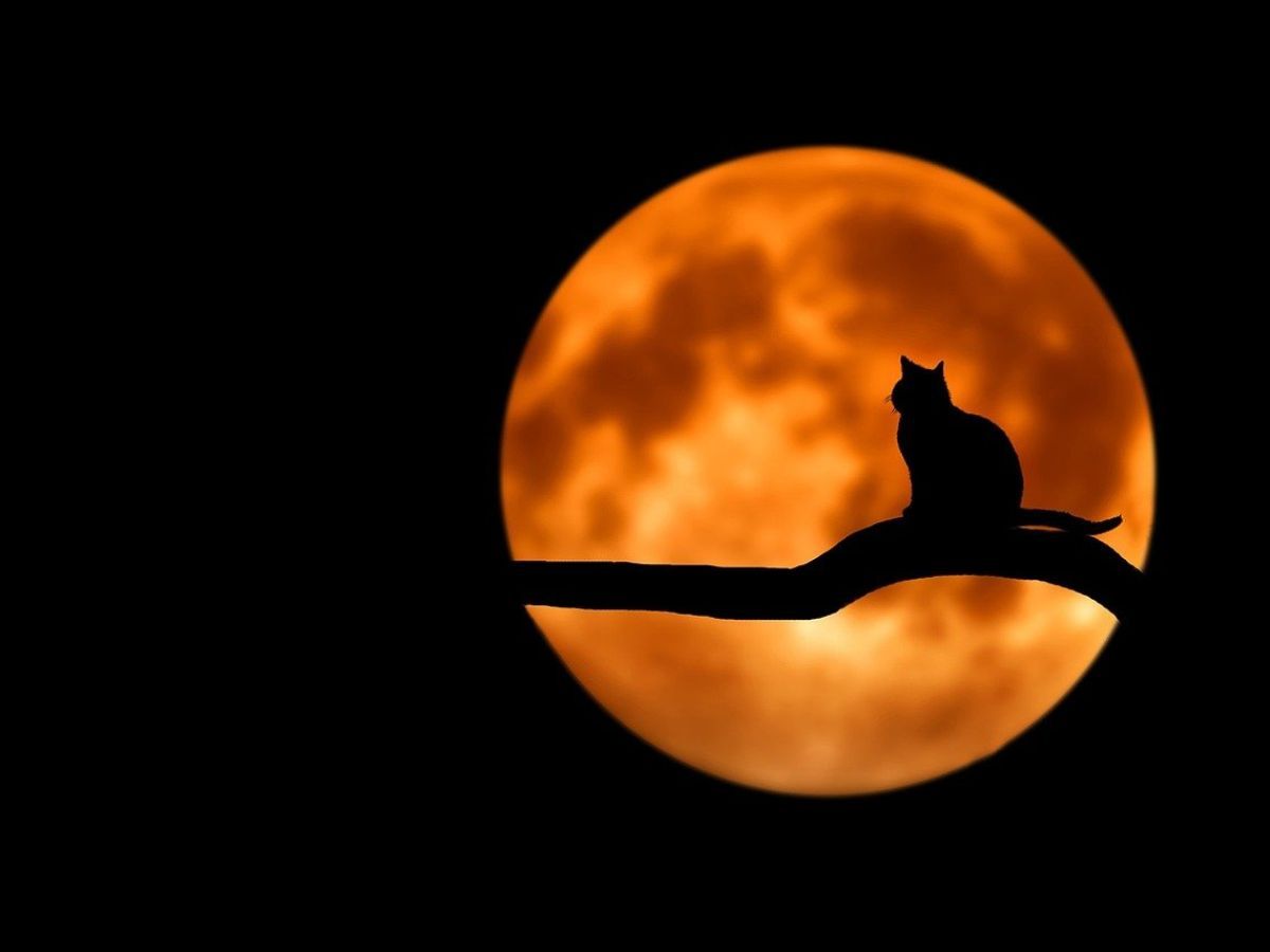 Cat Crying at Night - spiritual meaning & superstition