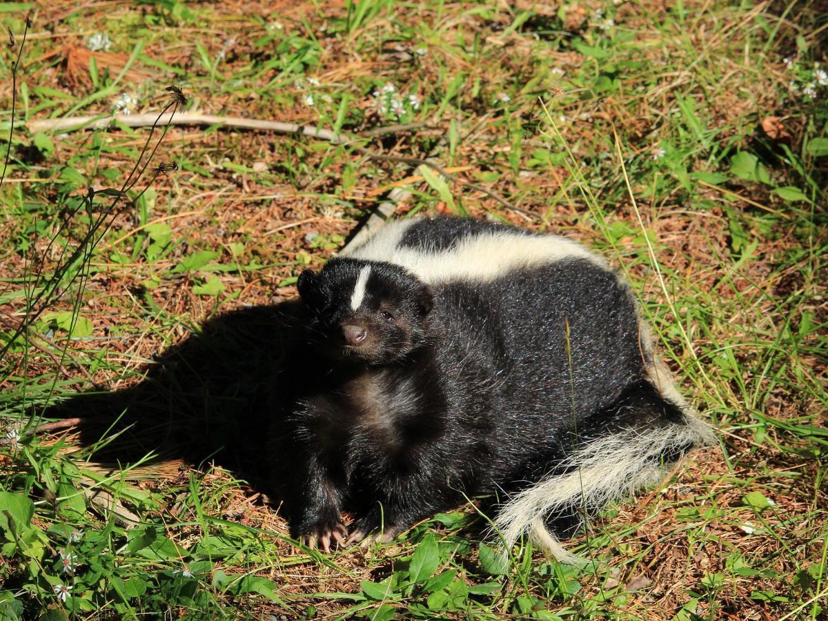 Spiritual meaning of a SKUNK crossing your path