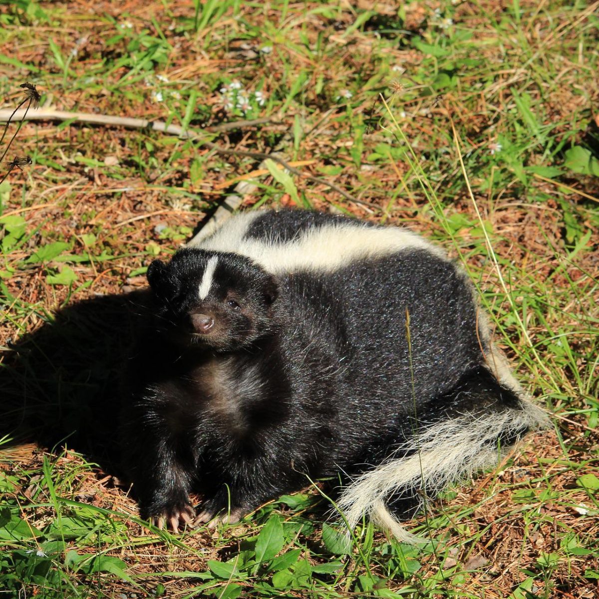 Spiritual meaning of a SKUNK crossing your path - Awakening State