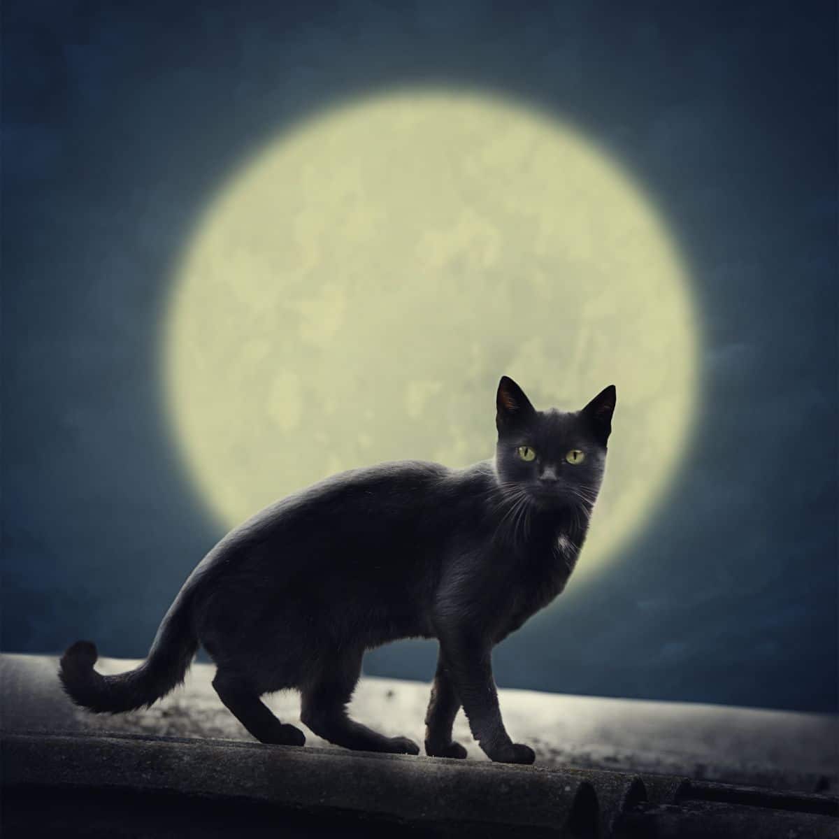 cats crying at night meaning