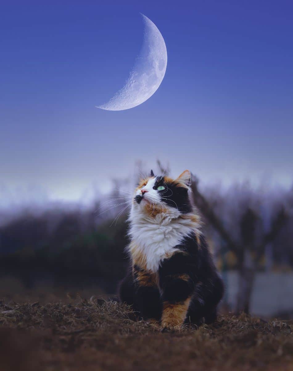 cats crying at night superstition