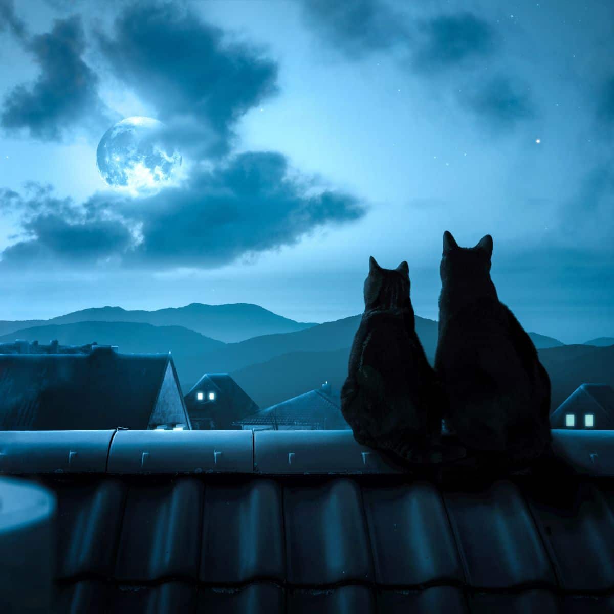 cats crying at night superstition