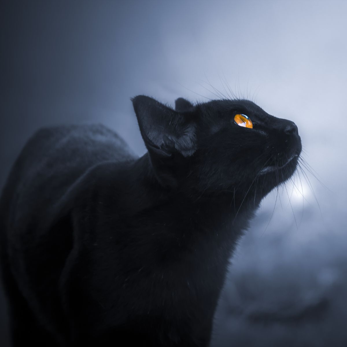 cats crying like babies what does it mean spiritually